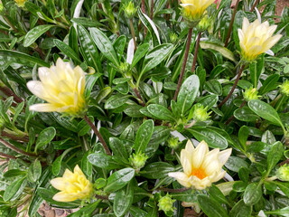 Obraz premium Beautiful white yellow flowers blooming in the Spring.