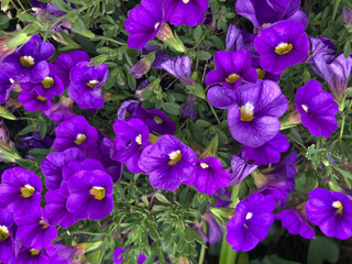 Beautiful purple flowers blooming in the fall.