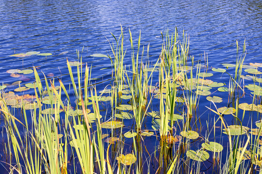 Lakeshore with green water plants and lily pads floating on the lake - Powered by Adobe