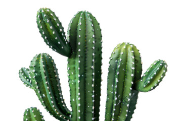 Imitation Cactus Arrangement Isolated On White Background.