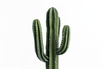 Synthetic Cactus Design Isolated On White Background.
