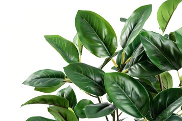 Faux Rubber Plant Display Isolated On White Background.
