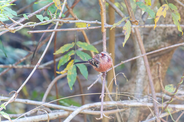 食事中の可愛いベニマシコ（アトリ科）
英名学名：Long-tailed Rosefinch (Uragus sibiricus)
神奈川県清川村、早戸川林道-2025年
