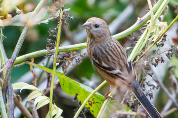 食事中の可愛いベニマシコ（アトリ科）
英名学名：Long-tailed Rosefinch (Uragus sibiricus)
神奈川県清川村、早戸川林道-2025年
