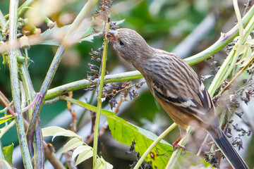 食事中の可愛いベニマシコ（アトリ科）
英名学名：Long-tailed Rosefinch (Uragus sibiricus)
神奈川県清川村、早戸川林道-2025年
