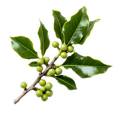 Fototapeta premium Close up plant branch with green berries