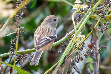 食事中の可愛いベニマシコ（アトリ科）
英名学名：Long-tailed Rosefinch (Uragus sibiricus)
神奈川県清川村、早戸川林道-2025年
