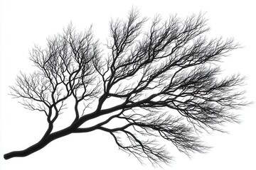 Intricate silhouette of a barren tree branch against a white background, showcasing nature