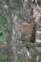 Buffy Fish Owl on tree birdwatching in the forest.	