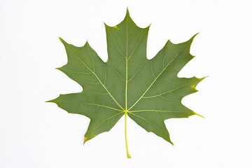 Large green maple leaf isolated on white background showcasing intricate vein patterns