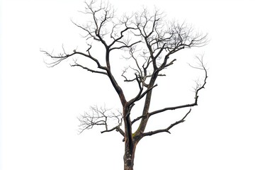 Obraz premium Leafless tree standing alone against a white background, symbolizing resilience and isolation