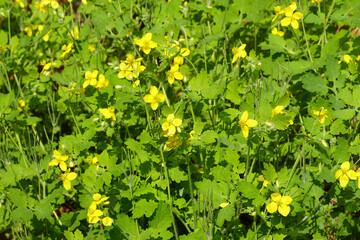 Yellow flowers of greater celandine (Chelidonium majus), poppy family (Papaveraceae). Dutch garden, April, Netherlands.