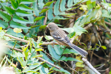 食事中の可愛いベニマシコ（アトリ科）
英名学名：Long-tailed Rosefinch (Uragus sibiricus)
神奈川県清川村、早戸川林道-2025年
