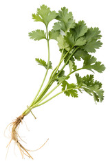 Fototapeta premium Cilantro isolated on white background