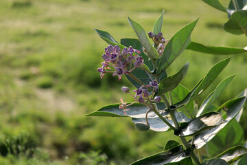 giant calotrope medicine flower