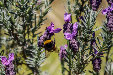 Bumblebee on lavender flower in spring – natural pollination and biodiversity