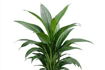 Lush green peace lily plant with broad leaves, isolated on white background for decor
