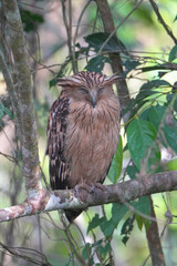Buffy Fish Owl on tree birdwatching in the forest.	