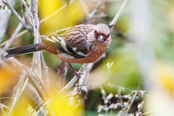 食事中の可愛いベニマシコ（アトリ科）
英名学名：Long-tailed Rosefinch (Uragus sibiricus)
神奈川県清川村、早戸川林道-2025年
