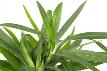 Obraz premium Lush green plant with vibrant leaves showcasing natural beauty against a white background