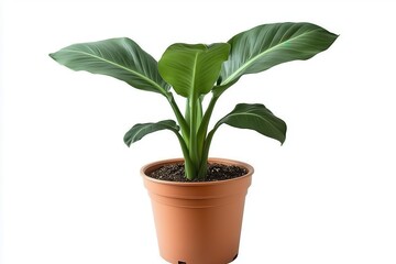 Obraz premium Lush green potted plant with broad leaves on a white background, ideal for home decor