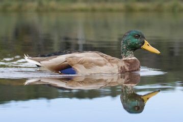 Wild duck male. close up portrait