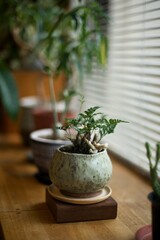 焼き物の鉢に入れた観葉植物