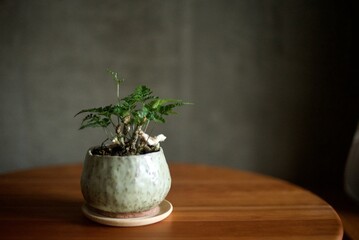 焼き物の鉢に入れた観葉植物