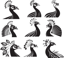 Peacock vector birds