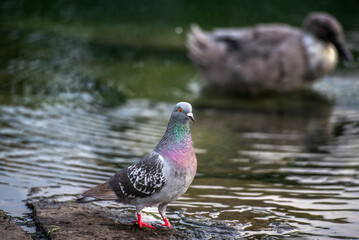 pigeon in a pond