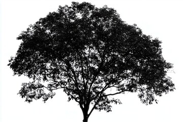 Majestic silhouette of a large tree against a white background, symbolizing nature's beauty