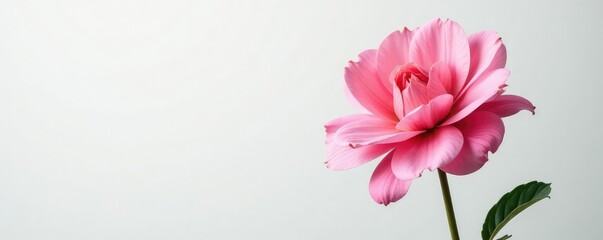 Obraz premium Stunning bloom of a single flower against white, blossoms, flower, blooming