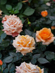 Macro photography of a beautiful soft fresh smooth orange rose. Delicate flowers petals. Natural colorful textured pattern. Suiatble for postcard, backgrounds, design, posters, greeting card.