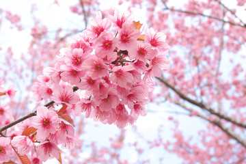 Wild Himalayan Cherry Blossoms in spring season, Prunus cerasoides, Pink Sakura Flower