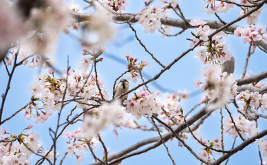 満開の桜の花とニュウナイスズメ