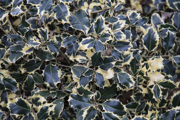 Spring greenery. flower beds in the city. urban environment of the city. Flowers and greenery in landscape design. Background with copy space.