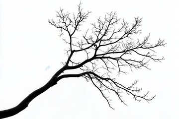 Obraz premium Silhouette of a bare tree branch against a white background, capturing nature's stark beauty