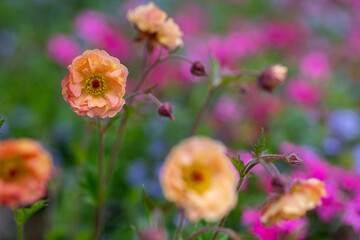 Geum Mai Tai. Stunning apricot toned frilly geum mai tai flowers. - obrazy, fototapety, plakaty