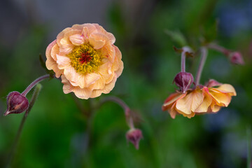 Geum Mai Tai. Stunning apricot toned frilly geum mai tai flowers.