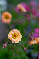 Geum Mai Tai. Stunning apricot toned frilly geum mai tai flowers.