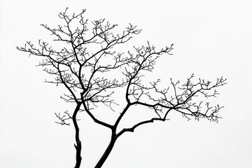 Obraz premium Silhouette of a bare tree with intricate branches against a minimalist white background