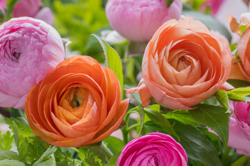 Ranunculus spring bouquet. Beautiful multi colored fresh flower arrangement. Birthday bouquet made...