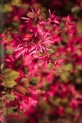 Spring greenery. flower beds in the city. urban environment of the city. Flowers and greenery in landscape design. Background with copy space.