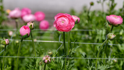 Ranunculus. Growing beautiful pink ranunculus or buttercup flowers supported by flower field netting.