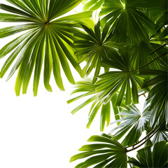 Closeup bright green tropical foliage