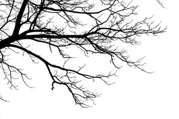 Silhouetted branches of a leafless tree against a stark white background