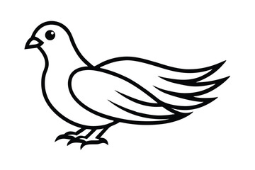 vector illustration of pigeon on white background