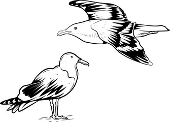 Seagull Water & Shore Birds silhouette Black and white drawing editable vector illustration with white background.