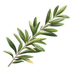 Fototapeta premium Closeup olive green plant sprig