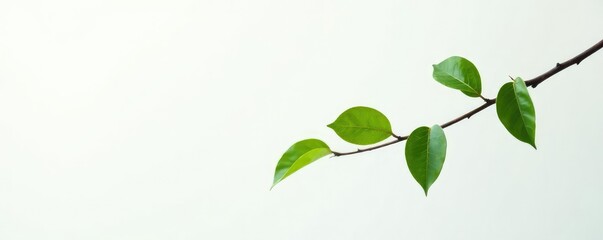 Obraz premium Thin branch with leaves in a minimalist setup on white, tree, twig, nature
